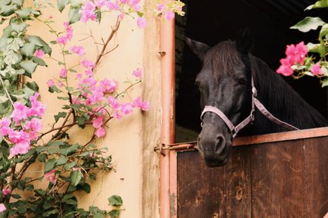 Horses Aesthetics, Country Horses, Farm Landscaping, Horse Stable, Future Farms, Dream Barn, Horse Farm, Horse Stables, Home Landscaping