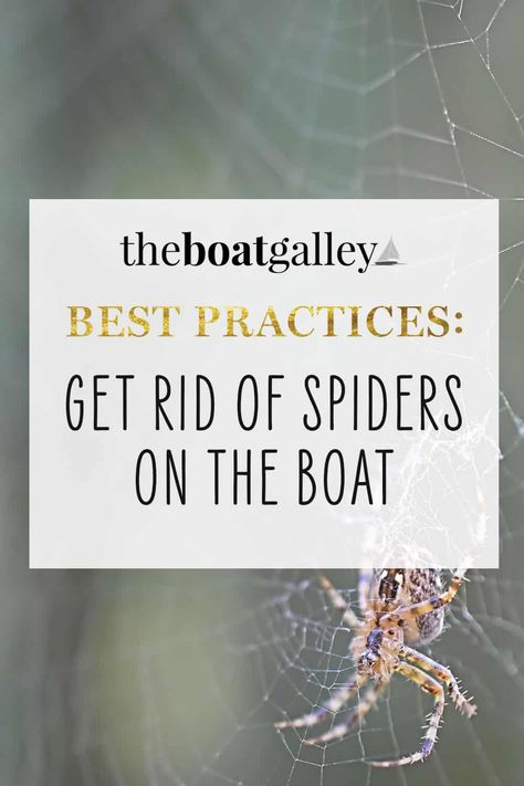 How to get rid of spiders on a boat with no toxic chemicals and no need to be off the boat. Easy DIY solution that's also safe for kids and pets. Natural Spider Repellant, Sailing Basics, Spider Spray, Spiders Repellent, Liveaboard Boats, Boat Living, Get Rid Of Spiders, Boat Galley, Boating Tips