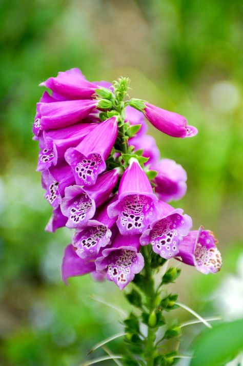 Foxglove has been one of the main plants to remedy many heart conditions. It improves the circulation and raises the blood pressure. Those with an irregular pulse have often found relief with this plant as it helps to regulate the pulse. It has been said to reduce an enlarged heart by toning it and increasing the amount of nutrition that it receives.   It has also been prescribed by herbalists to improve the functioning of the liver and kidneys. Pollinator Garden Design, Digitalis Purpurea, Enlarged Heart, Lawn Service, Heart Conditions, Kidney Health, Unique Trees, Woodland Garden, Perfect Plants