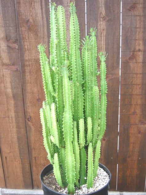 Euphorbia trigona (African Milk Tree, High Chaparall) → Plant characteristics and more photos at: http://www.worldofsucculents.com/?p=8281 Indoor Cactus Plants, Tall Succulents, Euphorbia Trigona, African Milk Tree, Cactus House Plants, Indoor Cactus, Cactus Types, Ficus Elastica, Succulent Gardening