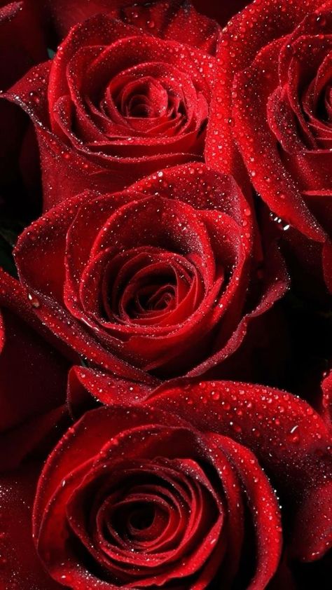 Wallpaper Mawar, Kunstjournal Inspiration, Red Aesthetic Grunge, Iphone 6 Plus Wallpaper, Red Roses Wallpaper, Rose Belle, As Wallpaper, Iphone 6 Wallpaper, Wallpaper Laptop