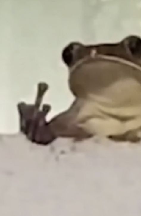 frog meme Cute Frog Pfp, Frog Meme Funny, Middle Finger Meme, Duck And Frog, Frog Pfp, Frog Pics, Middle Finger Funny, Frog Meme, Frog Pictures