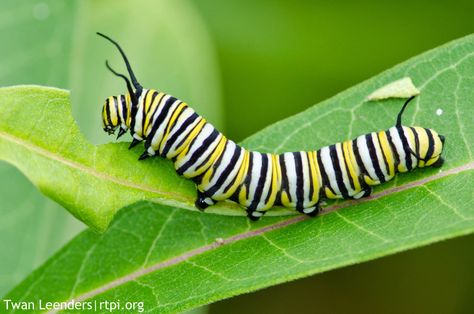 The Meditative Gardener: Monarch Butterfly Caterpillars Caterpillar Art, Caterpillar Insect, Monarch Butterfly Garden, Butterfly Garden Plants, Monarch Caterpillar, Canvas Paint, Curious Creatures, Beautiful Bugs, Insect Art