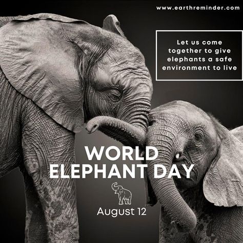 World Elephant Day: History and Celebrations | Earth Reminder World Elephant Day Poster, Stallone Movies, Earth Day Images, Animal Calendar, Elephant World, World Elephant Day, Earth Day Posters, Ivory Trade, Wildlife Protection