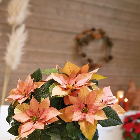 Christmas Plant, Poinsettia Care, Poinsettia Plant, Golden Rules, Christmas Stars, Christmas Plants, Gifts Wrapping Diy, Christmas Poinsettia, Golden Rule