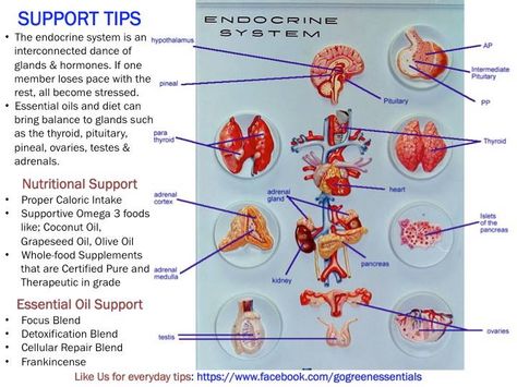 System #4: Endocrine System   Where nutrition and the body do not meet--- Medicinal grade essential oils can fill in the gaps. These posts are to help us become everyday essential oil users, here are some tips to assist you in repair and recovery supporting the endocrine system-- Central Station to our hormone levels! ~Sharon Labrum McDonald Green Essentials Green Essentials, Adrenal Medulla, Nurse Study, Nurse Study Notes, Anatomy Quote, System Model, Nursing Study, Endocrine System, Hormone Levels