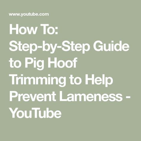 Pig Care Tips, Raising Pigs For Beginners, Raising Pigs For Meat, Gineau Pig Care, Pig Hoof Trimming, Pig Hooves, Pot Belly Pig, Pig Ideas, Pot Belly