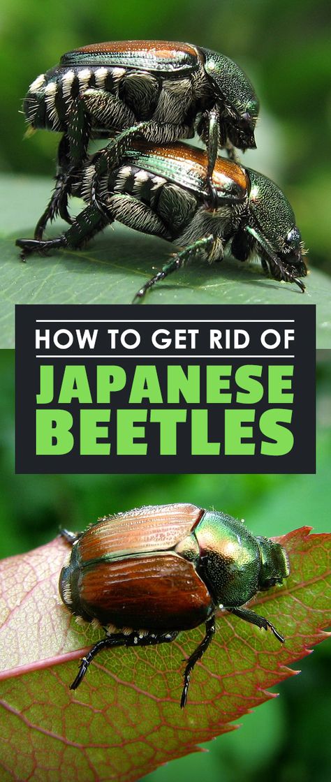 Japanese Beetles Repellant, Killing Japanese Beetles, Aphid Control, Urban Gardening Ideas, Slugs In Garden, Organic Insecticide, Lawn Pests, Organic Gardening Pest Control, Organic Pesticide