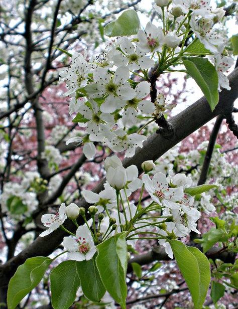 Bradford Pear | University of Maryland Extension Pyrus Calleryana, Bradford Pear Tree, White Flowering Trees, Flower Reference, Eastern Redbud, Native Gardens, Redbud Tree, Street Trees, Dogwood Trees