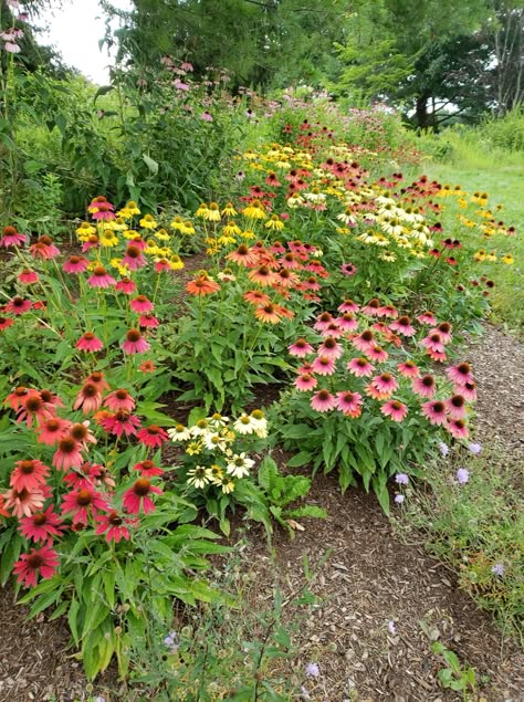 Coneflower Garden Design, Wildflowers Front Of House, Square Front Yard Landscaping Ideas, Wildflower Landscaping Front Yard, Cone Flower Garden, Coneflowers Perennial Gardens, Coneflower Landscaping, Wildflower Garden Front Yard, Wildflower Landscaping