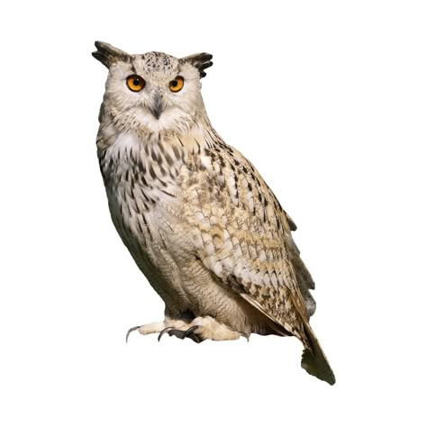 Bird Png, Birds Png, Owl Icon, Silly Cat Transparent Png, Birds Png For Editing, Egal Bird Png, Cat Transparent Png, Owl Png, Apple Stickers