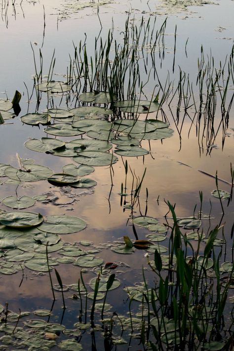 Image tagged with photographers on tumblr, landscape, lake – @walking-geema on Tumblr Lily Pond Tattoo, Lily Pond Photography, Dreamlike Photography, Water Reflection Photography, Natural Ponds, Pond Photography, Pond Reflection, Goose Tattoo, Lilly Pond