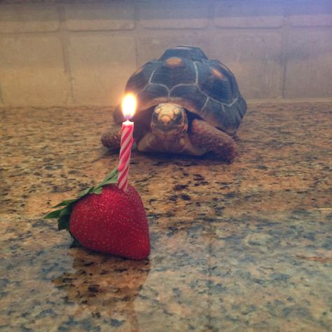 Cute Animal Pfp, Pet Tortoise, Funny Animal Pics, Animal Pfp, Funny Animal Art, Cute Tortoise, Tortoise Habitat, Baby Tortoise, Turtle Pond