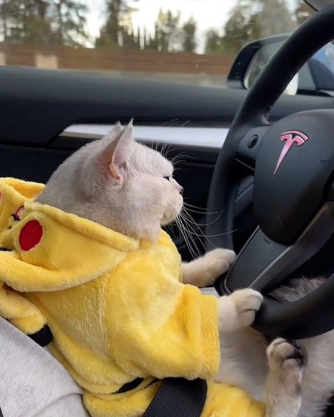 Drive A Car, British Short Hair, Foster Cat, Car Drive, Free Cats, Driving School, Funny Cute Cats, Cute Kittens, Cute Cats And Dogs