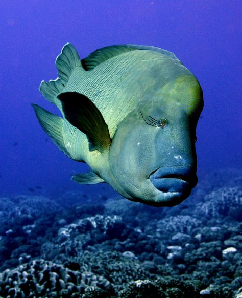 073_adj_DSC1344 friendly Napoleon wrasse |@@ Napoleon Wrasse, Napoleon Fish, Ocean Monsters, Sea Life Creatures, Computer Background, Life Under The Sea, Ocean Fish, Blue Planet, Blue Room