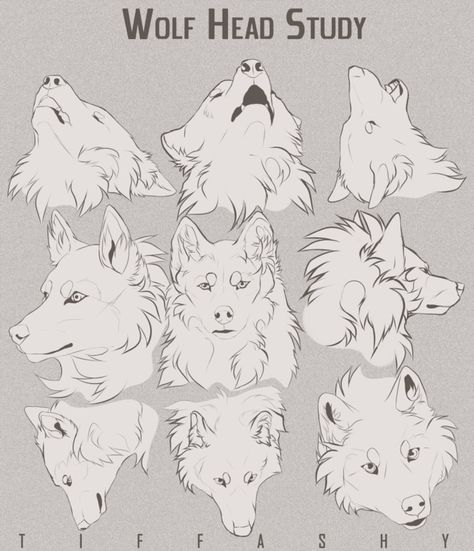 Wolf Head Study/Tutorial by TIFFASHY on DeviantArt Study Tutorial, Wolf Poses, Head Study, Wolf Sketch, Canine Drawing, Couple Drawing, Drawing Eyes, Drawing Heads, Animal Study