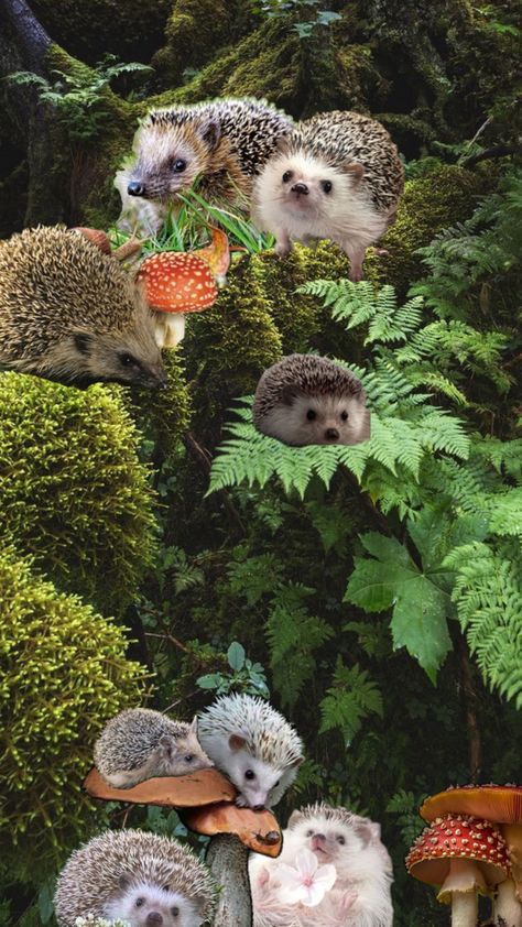 Hedgehog Forest Aesthetic background cute hedgehog collage cottagecore wallpaper Hedgehog Wallpaper Aesthetic, Forest Aesthetic Background, Hedgehog Collage, Hedgehog Background, Hedgehog Aesthetic, Hedgehog Wallpaper, Cottagecore Wallpaper, Forest Aesthetic, Background Cute