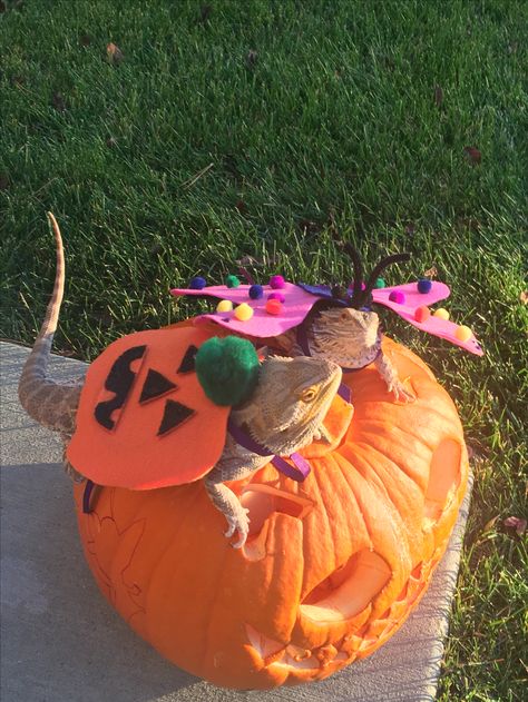 Bearded Dragon Halloween Costumes Dragon Halloween Costumes, Beard Halloween Costumes, Dragon Halloween Costume, Dragon Halloween, Bearded Dragon Cute, Dragon Costume, Leopard Gecko, Halloween Animals, Bearded Dragon