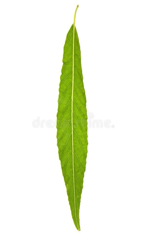 Willow Tree Leaf, Willow Tree Leaves, Botanical Illustration Tattoo, Front Tattoo, Willow Plant, Leaves Sketch, Willow Leaves, Vine Tattoo, Weeping Willow Tree