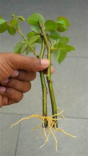 Starting Roses From Cuttings, How To Grow Roses From Cuttings, Rose Planting Ideas How To Grow, Grow Roses From Cuttings, Growing Roses From Seeds, Rose Cultivation, Roses From Cuttings, Decorative Solar Garden Lights, Garden Decorations Outdoor