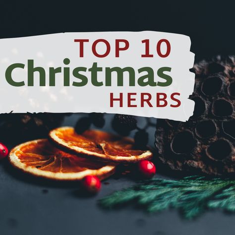 Top 10 Christmas Herbs and Spices. Here are the top 10 herbs and spices used during Christmas celebrations, along with the lore associated with them. Rosemary Tree, Herb Gifts, Simmer Pot Recipes, Christmas Spices, Prim Christmas, Cinnamon Recipes, Christmas Feeling, Spices And Herbs, Herbs And Spices