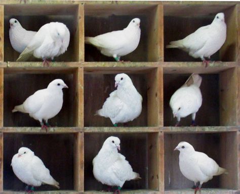 Pigeonholing - Wikipedia Pigeon Hole, Double Menton, Biology Labs, Back Stretches For Pain, Bird Boxes, Writing About Yourself, Physicists, Critical Thinking, Most Powerful