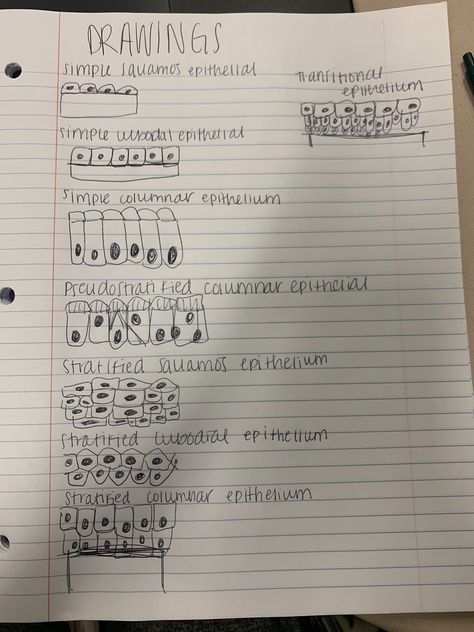 drawings of epithelial tissue Muscle Tissue Notes, Epithelial Tissue Notes, Epithelial Tissue Drawing, Body Tissues Anatomy, Epithelial Tissue Anatomy Notes, Connective Tissue Drawing, Anatomy Tissues, Tissue Drawing, Physiology Notes