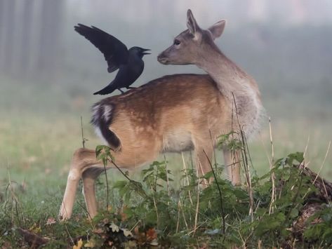 A Deer, The Back, Deer, Birds, On Instagram, Instagram, Black