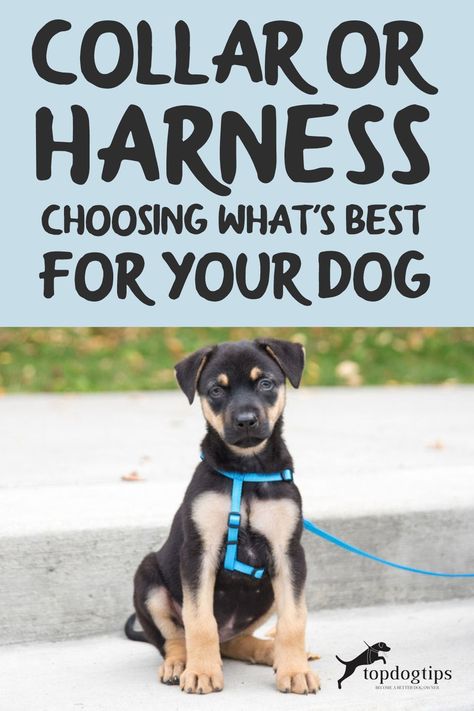 This is comparative information on a dog collar or a harness. Learning the advantages and disadvantages is a must for anyone with a dog Dog Leash And Harness Set, Guide Dog Harness, Matching Dog Collar And Harness, Best Dog Harness, Small Poodle, Dog Harness With Handle, Animal Movement, Dog School, Advantages And Disadvantages