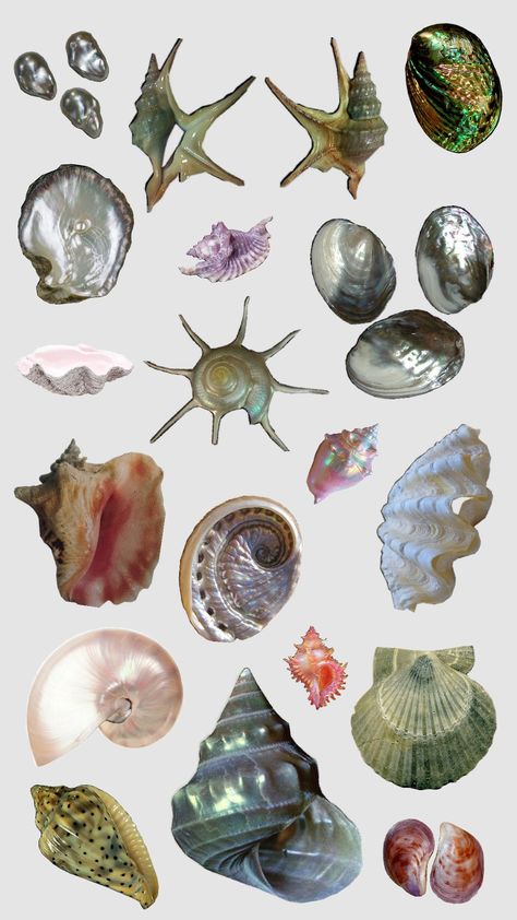 she sells seashells on the sea shore She Sells Seashells, Sea Shore, The Sea