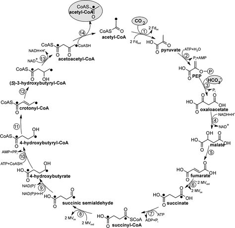 TJ. Coenzyme A (CoA, CoASH, or HSCoA) is a coenzyme, notable for its role in the synthesis and oxidation of fatty acids, and the oxidation of pyruvate in the citric acid cycle. All genomes sequenced to date encode enzymes that use coenzyme A as a substrate, and around 4% of cellular enzymes use it (or a thioester, such as acetyl-CoA) as a substrate. In humans, CoA biosynthesis requires cysteamine, pantothenate, and adenosine triphosphate (ATP).[1] Academic Notes, Adenosine Triphosphate, Citric Acid Cycle, Acetyl Coa, Amino Acid, Citric Acid, Fatty Acids, Amino Acids, Biology