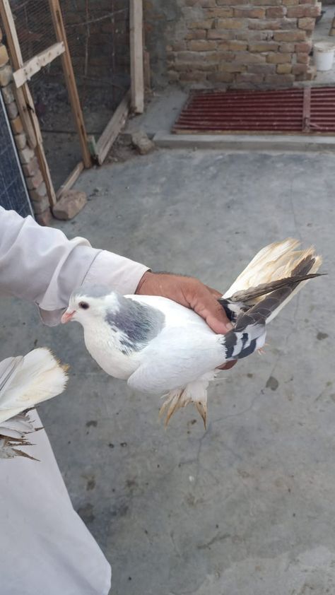 Pogeon home breed Pigeon, Quick Saves