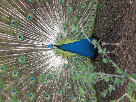 Male peacock front view Peacock Front View, Male Peacock, Front View, Animals, Art