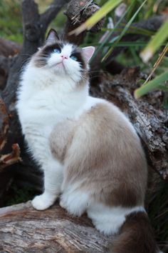 Purrfect Tale, Ragdoll Cat Breed, Most Beautiful Cat, Ragdoll Kittens, Gallery Ideas, Ragdoll Cats, Ragdoll Kitten, Cat Pose, Pugs Funny