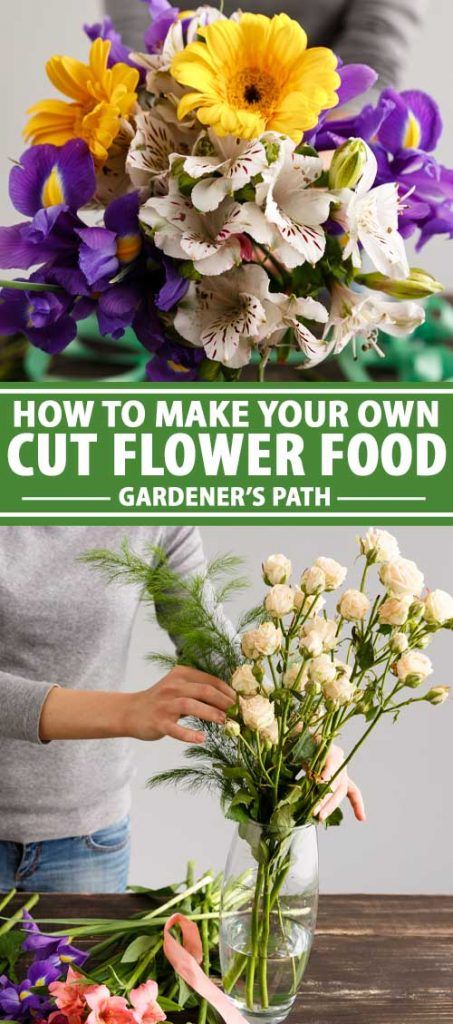 Flower Food Diy, Cut Flower Food, Homemade Plant Food, Flowers Last Longer, Cut Flower Farm, Fresh Flower Bouquets, Cut Flower Garden, Flower Arrangements Diy, Fresh Flowers Arrangements