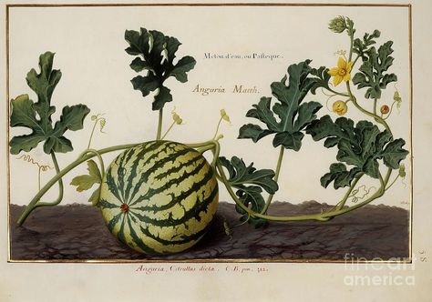 Watermelon Vine, Watermelon Vines, Watermelon Tattoo, Watermelon Illustration, Watermelon Plant, Paper Pom Pom, Antique Botanical Print, Vine Tattoos, Plant Illustration