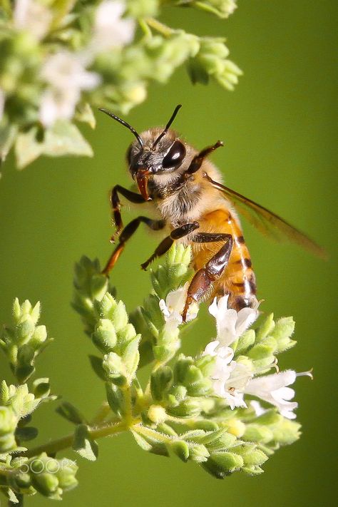 Honey Bee - Apis mellifera Apis Mellifera, Plants Landscape, Honey Bee, Bee, Honey, Van, Plants, Flowers, Animals