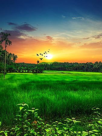 Green Kerala Nature Wallpaper Nature Baground Images, Kerala Nature, Village Landscape, Photoshop Backgrounds Backdrops, Image Overlay, Butchart Gardens, Lightroom Presets For Portraits, Nature Background Images, Green Screen Background Images