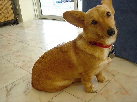 Dorgi (PW Corgi-Dachshund Mix) Info, Temperament, Care, Puppies, Pictures Family Dogs Breeds, Puppies Pictures, Dachshund Quotes, Corgi Dachshund, Brown Dachshund, Unique Dog Breeds, Corgi Mix, Dogs Breeds, Hybrid Dogs