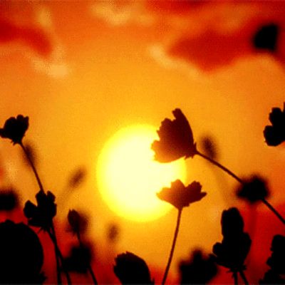 Sun Gif Sun Gif, Sunset Gif, Whats Wallpaper, Sasuke X Naruto, Flowers Gif, Banner Gif, Anime Gifs, Orange Aesthetic, Nature Gif