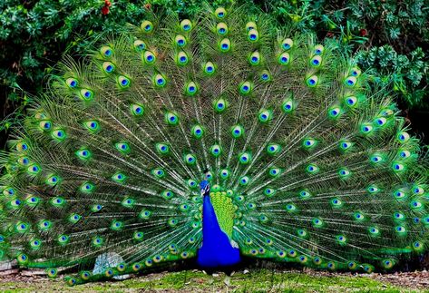 Everything Diy, Male Peacock, Mosaic Pictures, Peacock Bird, Bird Artwork, Colorful Bird, Tail Feathers, All Birds, Intellectual Property