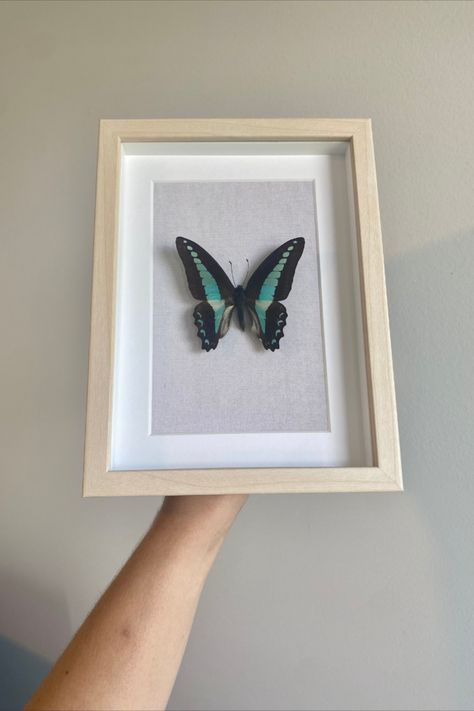 Beautiful Common Blue Bottle Butterfly (Graphium Sarpedon) in a frame. Our butterflies are ethically sourced and will make a great addition to your home or office as their natural beauty lightens up the room.

Perfect for:
- Home décor for entomology lovers
- A gift
- An oddity cabinet filler Oddity Cabinet, Real Blue Butterfly, Butterfly In Frame, Butterfly Wall Decor, Redecorate Bedroom, Butterfly Frame, Blue Bottle, Butterfly Wall, In Frame