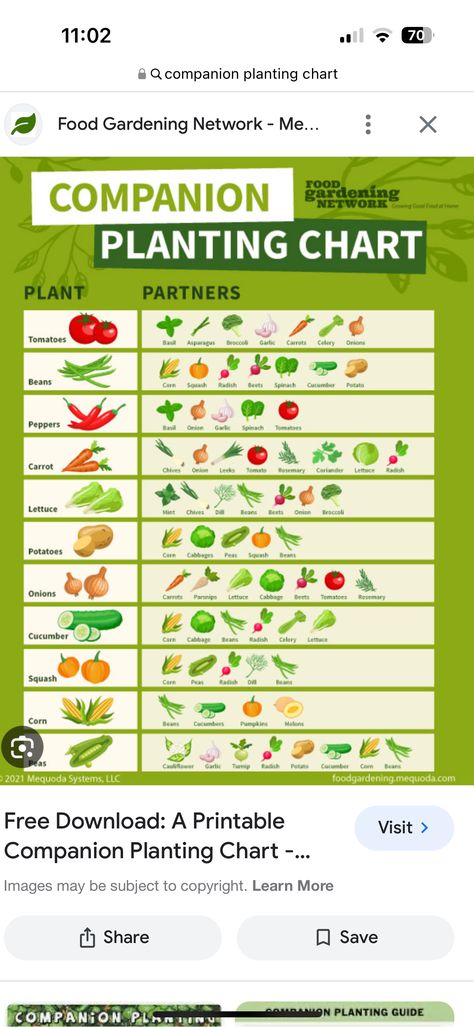 Small Food Garden Layout, Small Food Garden, Food Garden Layout, Leek Plant, Companion Planting Chart, Broccoli And Potatoes, Companion Gardening, Onion Leeks, Garlic Spinach