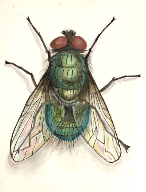 Watercolour Insects, Insects Sketch, Crawling Animals, Bugs Drawing, Fly Drawing, Principles Of Art, Gcse Art, Book Art Diy, Art Inspiration Painting