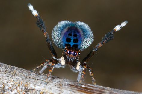 Peacock Spider, Spider Fact, Arachnids Spiders, Regard Animal, Spider Species, Spider Silk, Spider Costume, Pet Spider, Spider Crafts