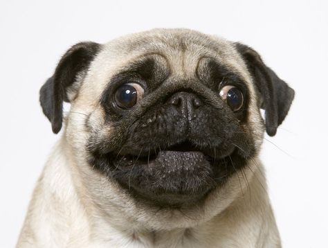 Funny Face Pug Pug Face, A Pug, Pugs Funny, Use Me, Living Proof, Funny Face, Dog Face, Your Smile, Pug Dog