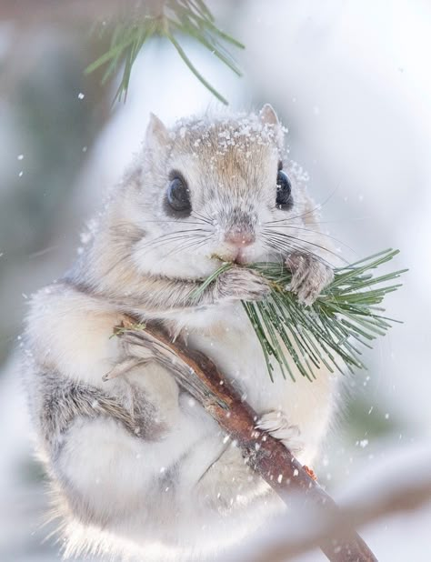 Fly Squirrel, Japanese Squirrel, Flying Squirrel Aesthetic, Flying Squirrels, Flying Squirrel Drawing, Squirrel Drawing, Squirrels, Flying Squirrel Pet, Japanese Flying Squirrel