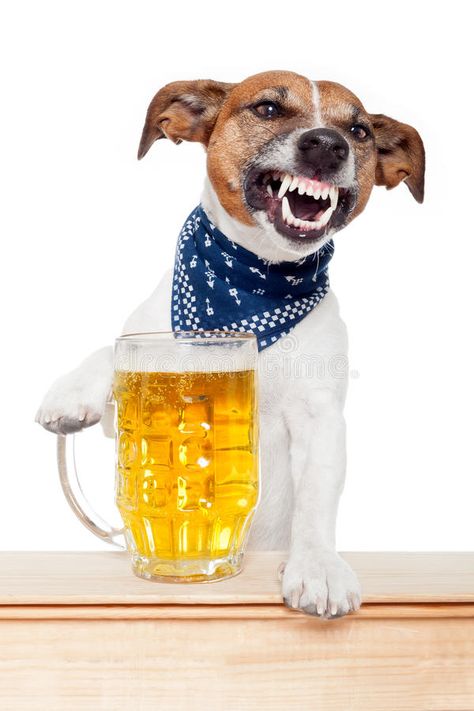 Drunk dog with beer. Drunk dog holding a beer mug , #Aff, #dog, #Drunk, #beer, #mug, #holding #ad Jack Russell Terrier Puppies, Dog Beer, Office Dog, Unusual Names, Jack Russells, Jack Russel, Drink Beer, Bull Terrier Dog, Dog Blog