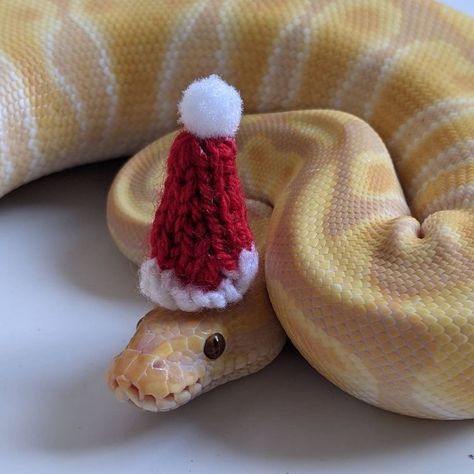 Snake Ball Python, Snakes With Hats, Leopard Geckos, Ball Pythons, Corn Snake, Santa Claus Hat, Ball Python, Hamsters, Snakes