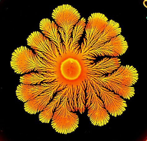 These 12 Viruses Look Beautiful Up Close But Would Kill You If They Could (PHOTOS) Microscopic Art Forms In The Human Cell, Foto Macro, Microscopic Photography, Micro Photography, Photo Macro, Petri Dishes, Microscopic Images, Biology Art, Rice University